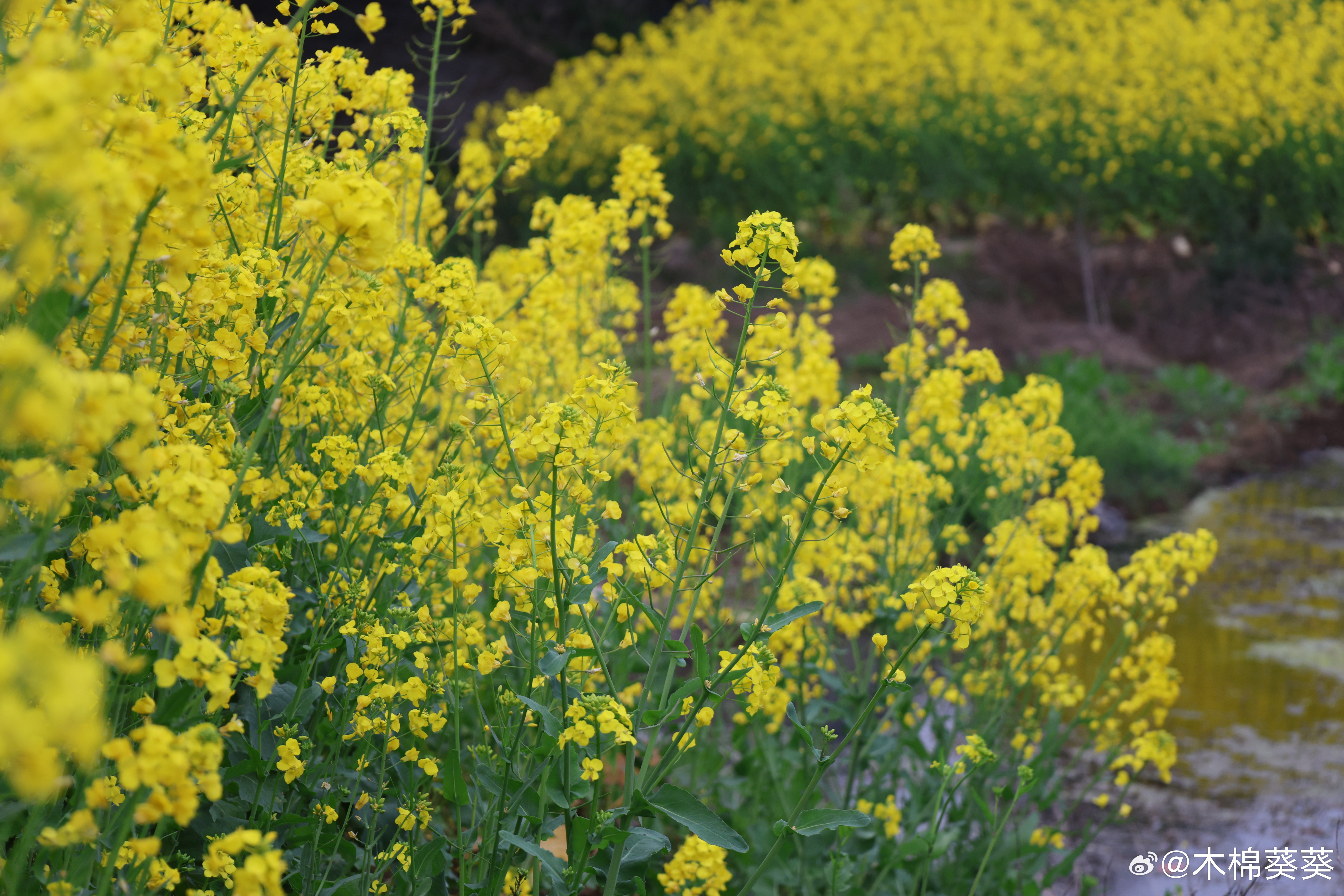 带老爸郊外散散心。连日奔波劳累，肉眼可见自己憔悴了许多。好在老爸透析及时，身体暂