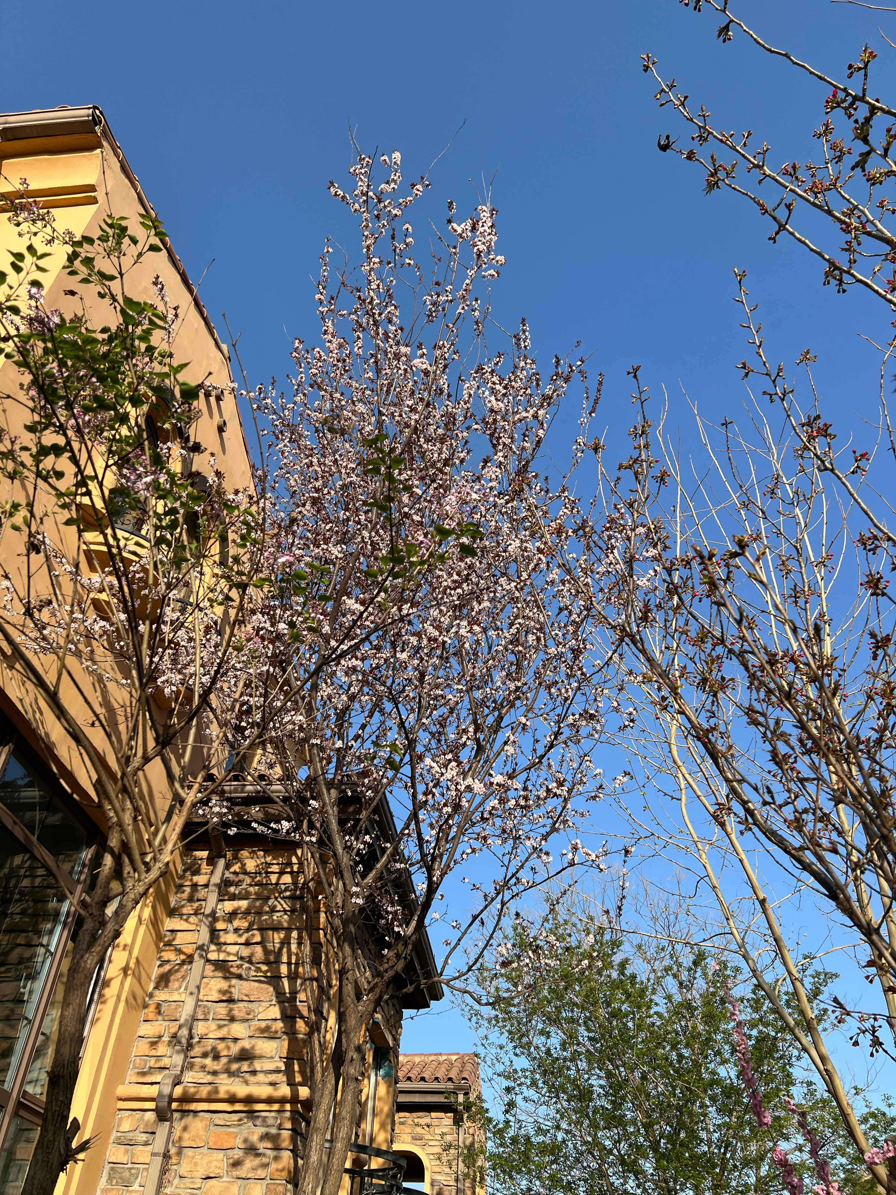 阴面的树比阳面的开花晚大约一周。古语云，向阳花木易为春。然也！又有诗云：人间四月