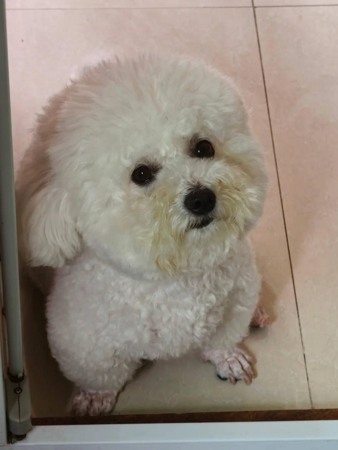 乖乖等饭饭的小胖狗