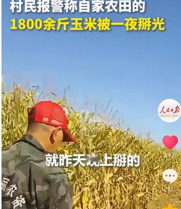 黑龙江黑河一早晨，村民刚走到地里差点背过气去，辛辛苦苦种的1800斤玉米竟然一夜
