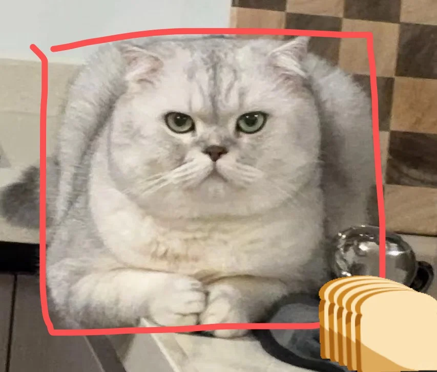 这小猫怎么是个吐司🍞啊？