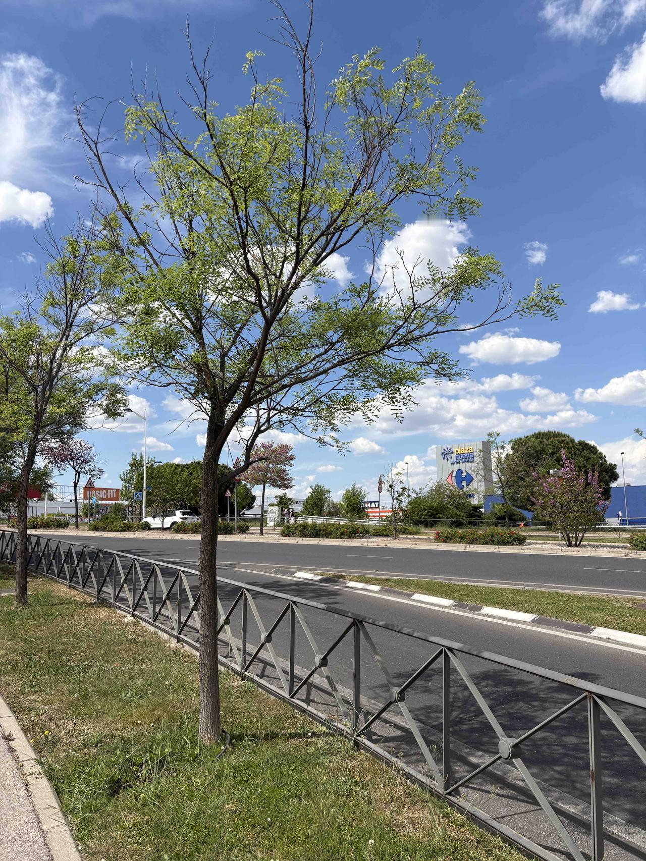 春日生活打卡季春天到了，万物生长，路边的槐花长得成串的坠了下来，不禁真想起了槐花