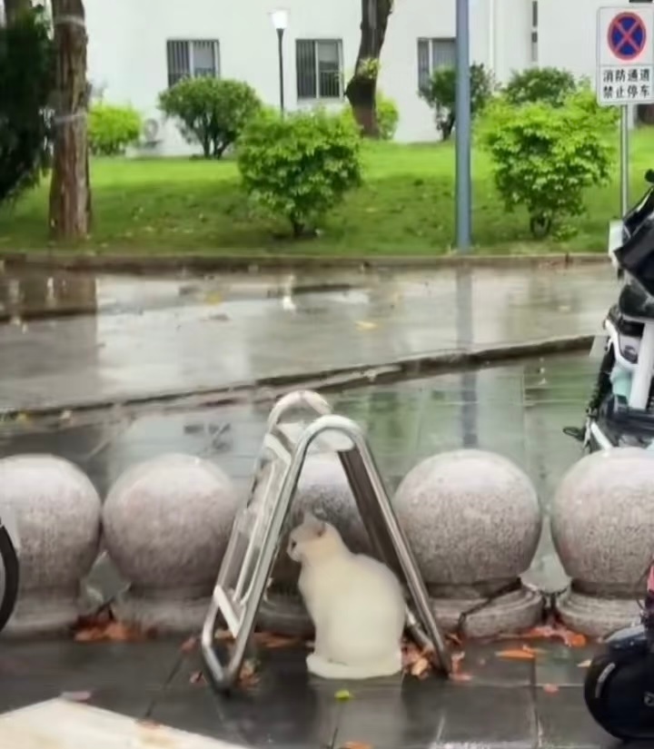 咪的世界一直下雨 ，咪处理不好 