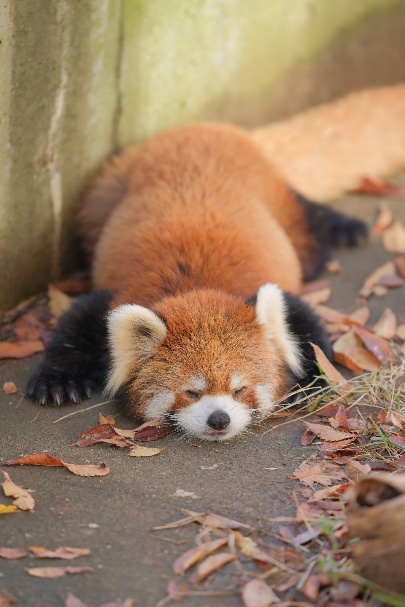 小熊猫 小能尝起来一定是甜甜香香焦糖味儿的！【推：兄丸ズ。】 