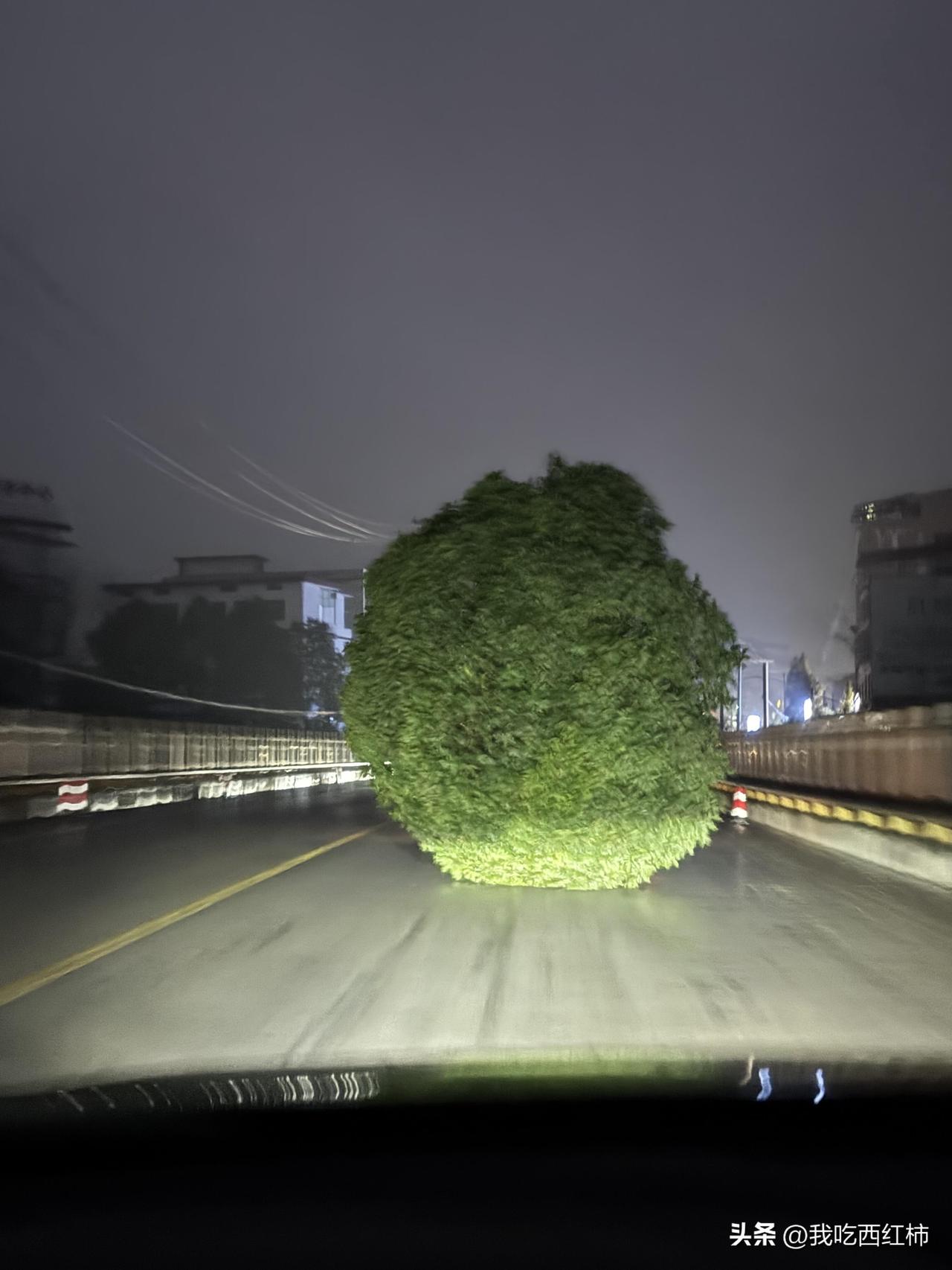 和一颗大树对视以及陌生人来信
大年初六的晚上，我从通往国道的一条小路转弯出来，就