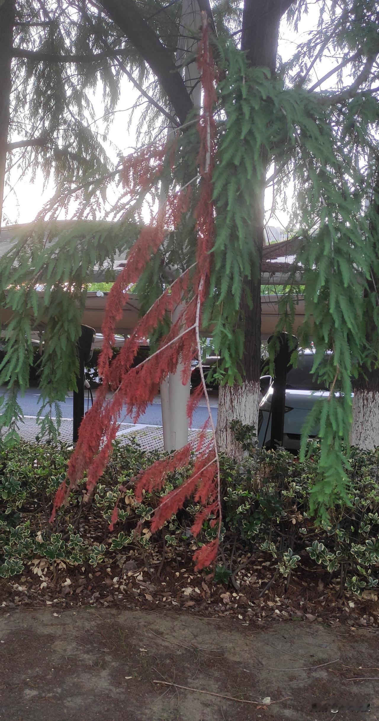 （原创）红藏劫
饭后散步，见路边满目苍翠的水杉林间，一缕猩红枝条夹杂绿间。
远观