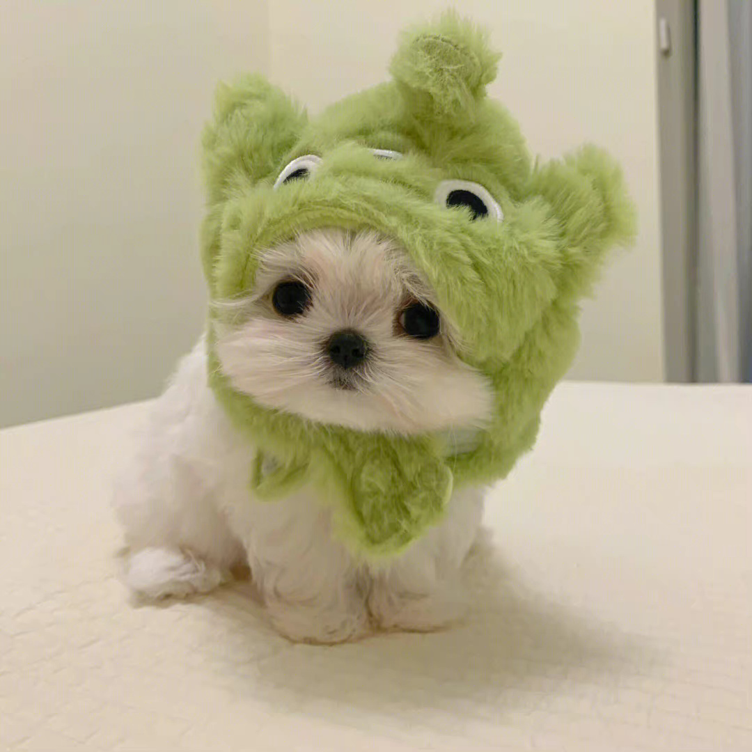 马尔济斯🐾 ​​​