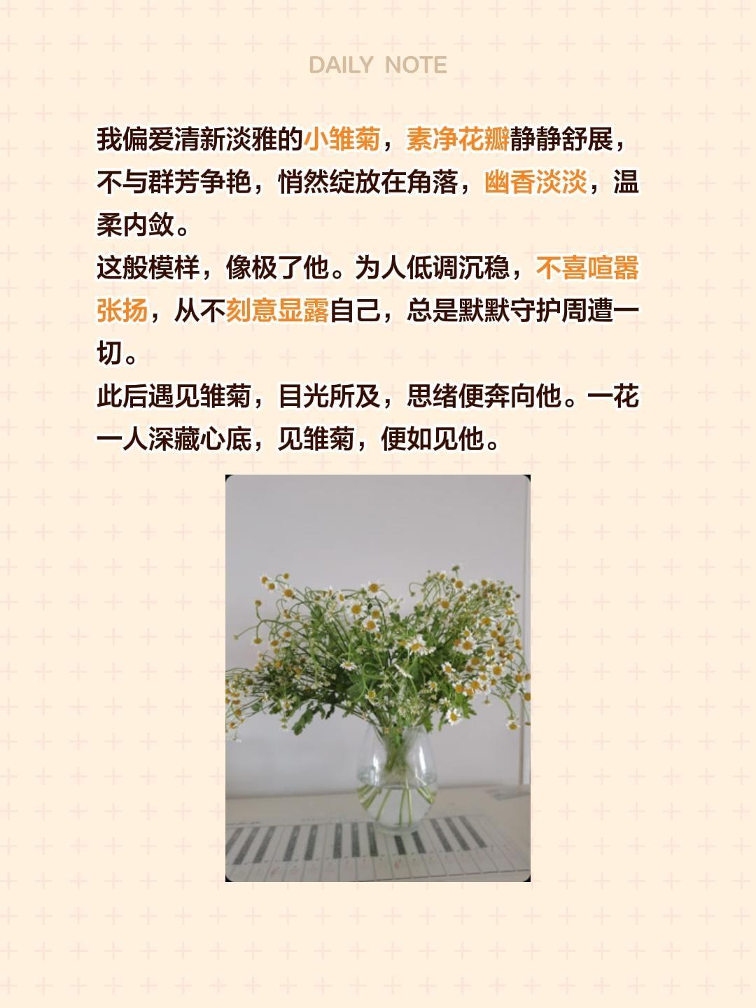 我偏爱清新淡雅的小雏菊，素净花瓣静静舒展，不与群芳争艳，悄然绽放在角落，幽香淡淡