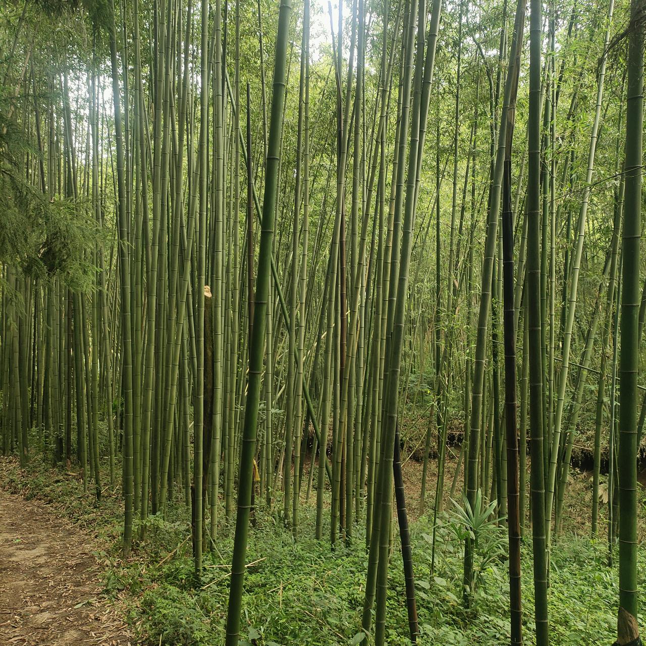 在贵州桐梓九坝镇的旅居，发现这里最大的姓不是我们常遇到的张王李，而是一个比较稀少