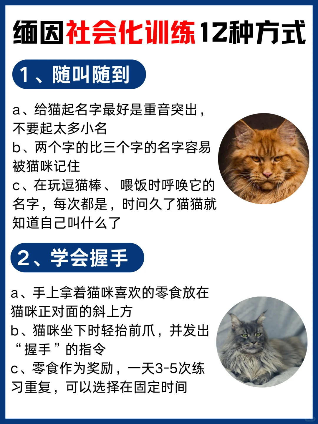 🐱缅因社会化训练 12 种方式 | 新手必看🐱