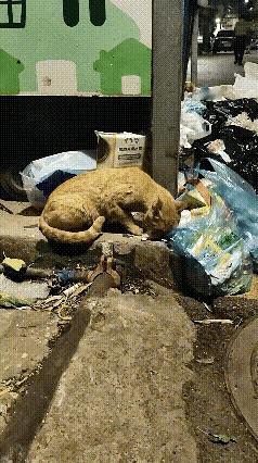 傍晚路过一处垃圾堆放处，看到一只流浪猫在垃圾堆里翻找吃的 ，可是翻了好久也没有找