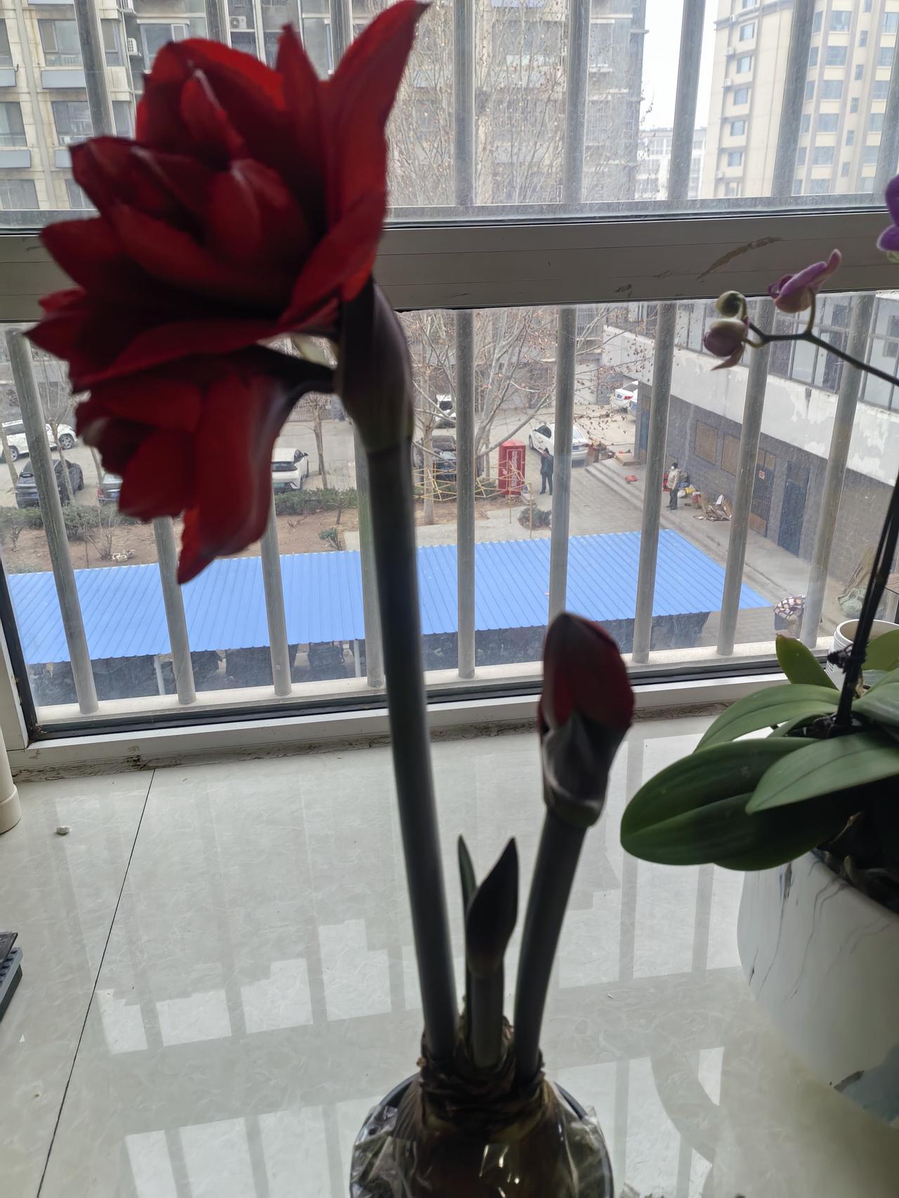 一棵红朱顶
三箭依次生
一箭孕三蕾
争艳中国红