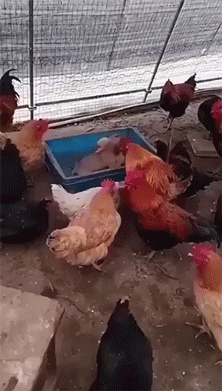 第四个通宵，但愿今晚是2025年的最后一个通宵。 