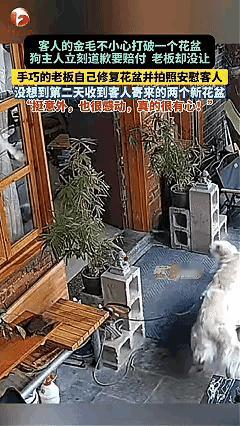 “这道歉很有心”广东，一女子带着金毛去逛咖啡店，金毛不小心打破了店门口的花盆，女