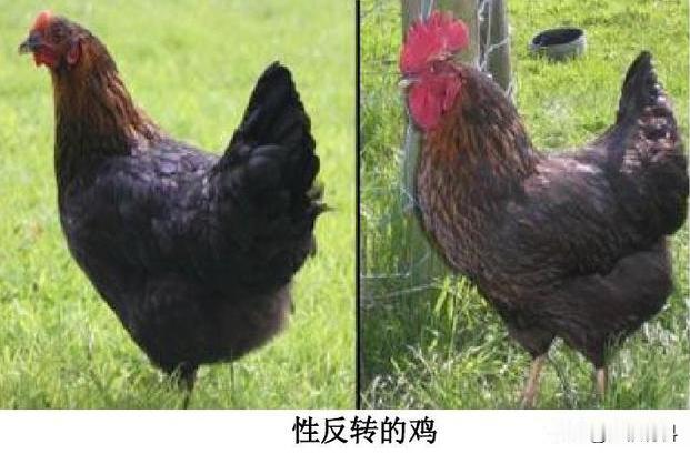 鸡为什么会变性？一位农村老人告诉我，99%的人不知道，如果鸡群里一直没有公鸡，就