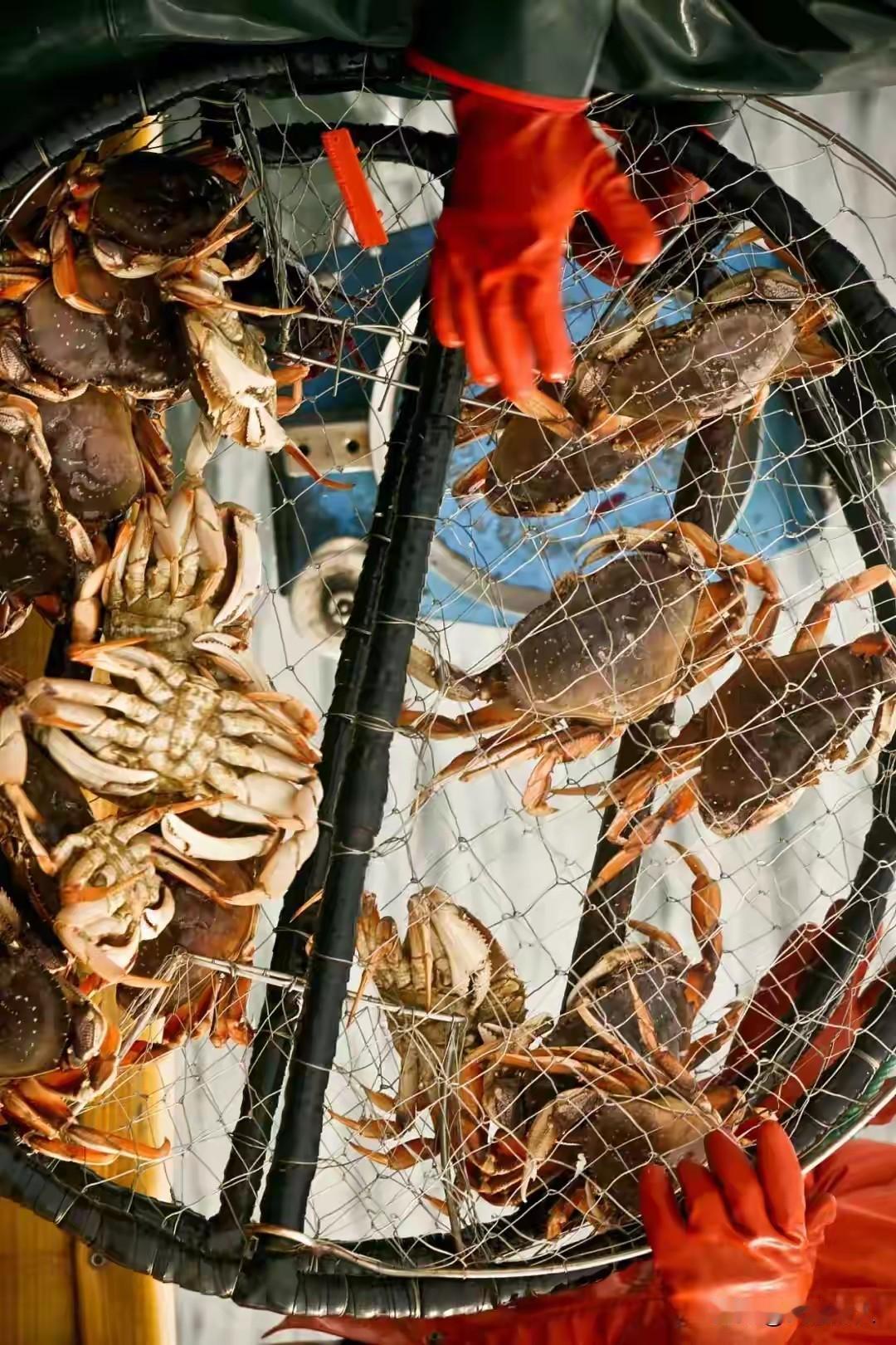 浙江最小的城市，凭什么掌握了全中国的梭子蟹自由？
 
每年8月，当东海伏季休渔的