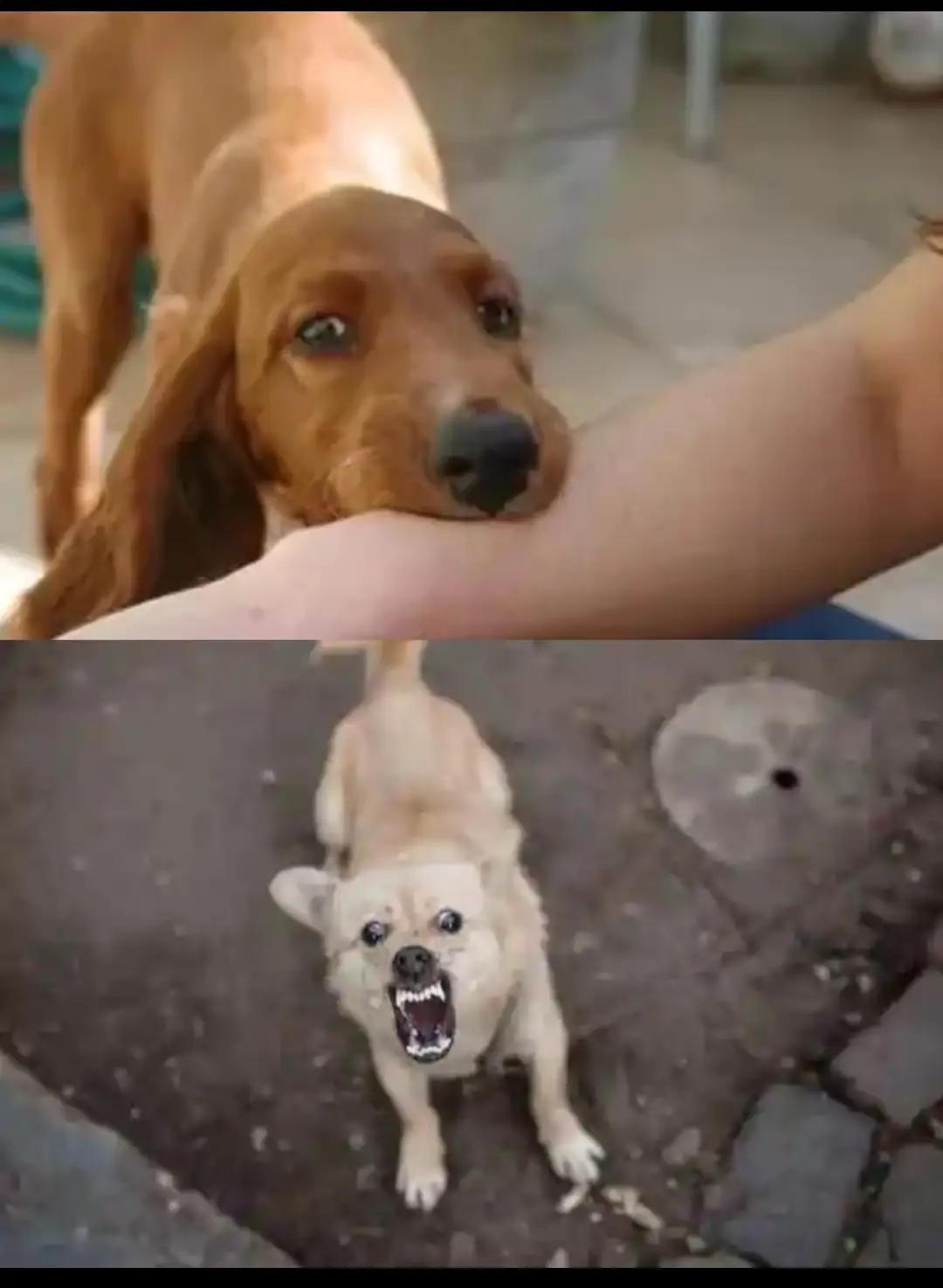 山西长治“狗咬人”事件今天开庭，死者妻子说不去庭审了。

当初狗被摔死，一群人立