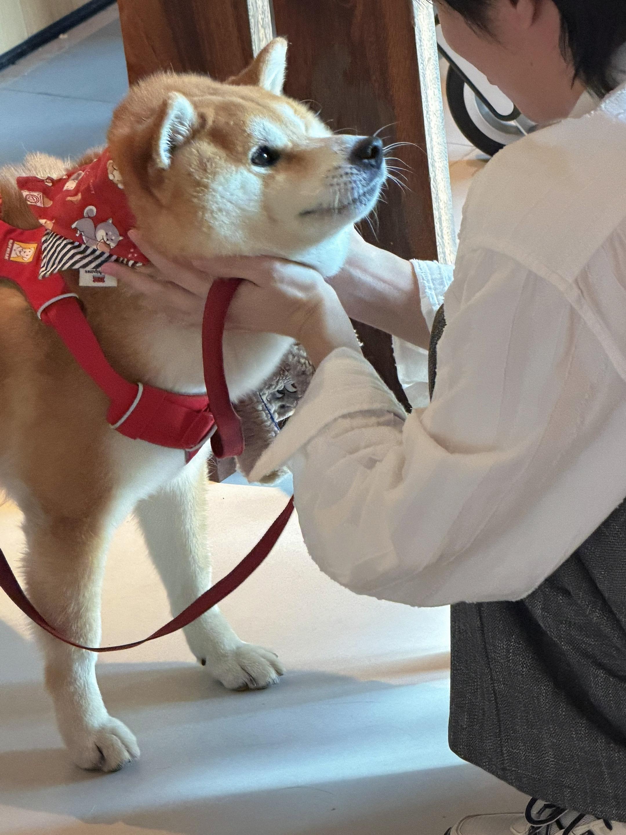 🐕🐕🐕….💩