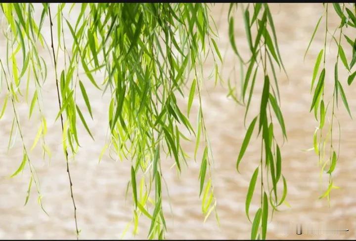 #闲看儿童捉柳花，你出上联#
春日河岸悠闲走，
闲看儿童捉柳花。
 
