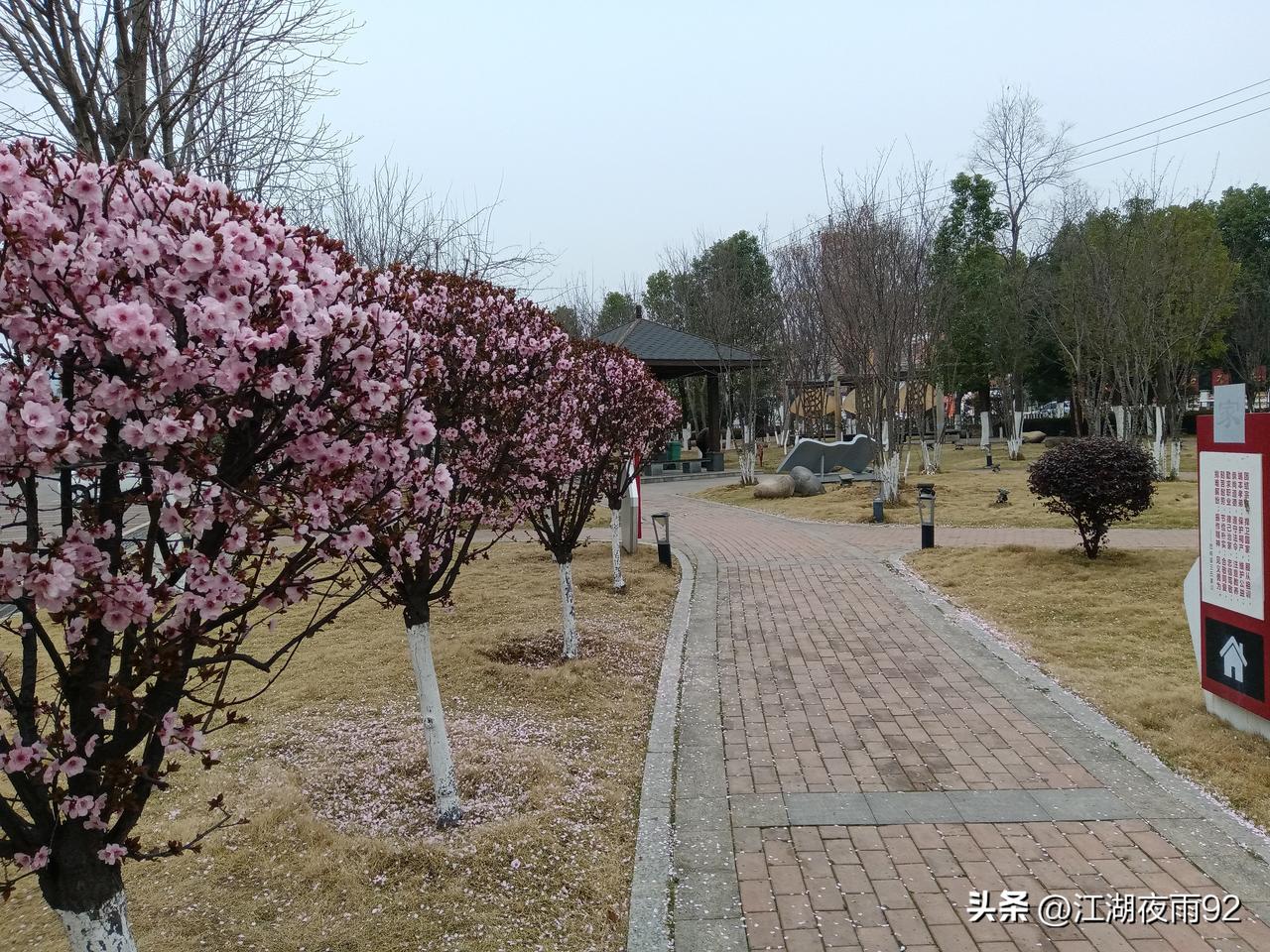 分享我这周有趣的事：西峡灌河生态园的杏花，梅花，山茱萸，白玉兰，樱花开放了，人生