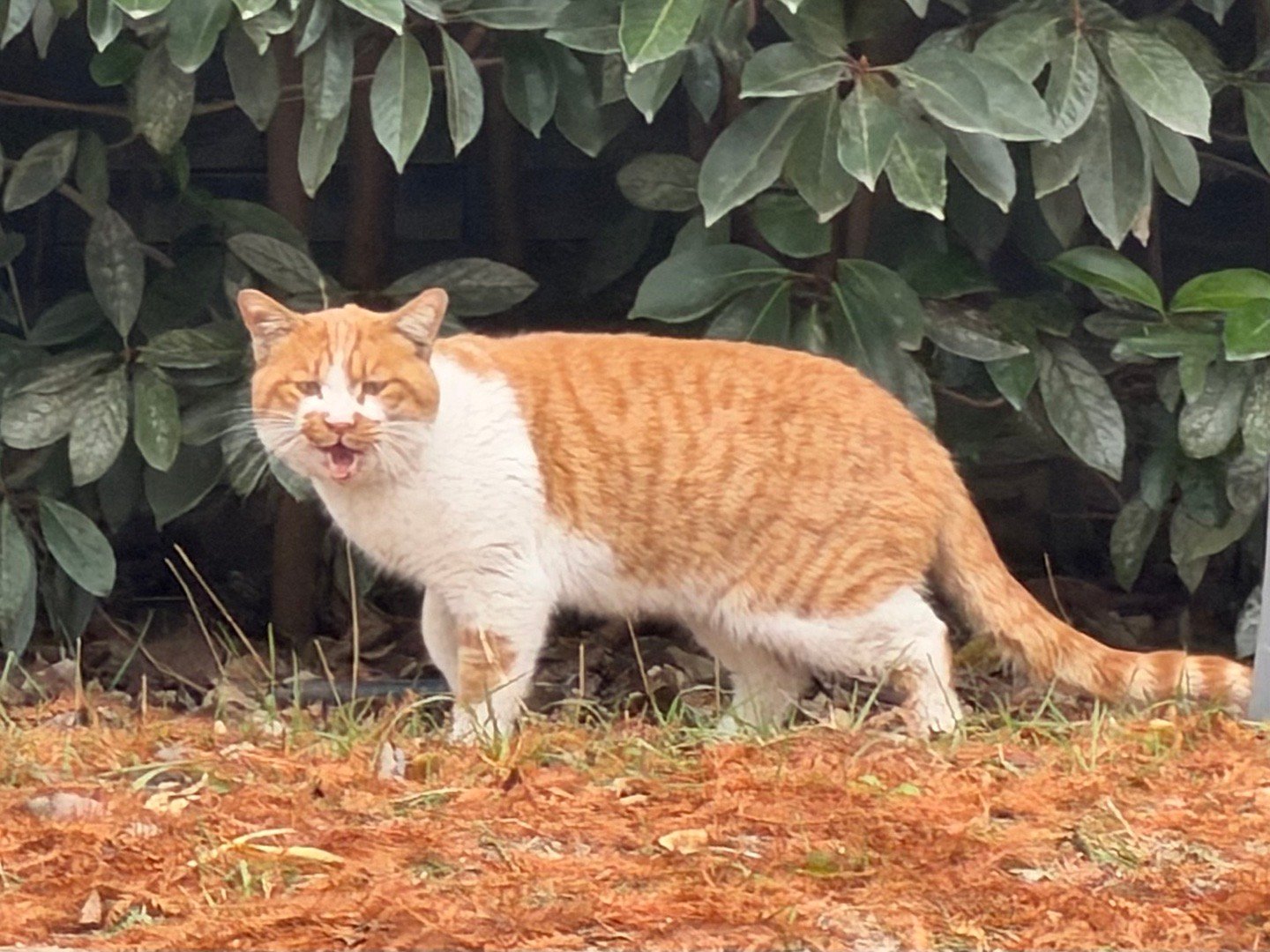 今天份的偶遇小动物 