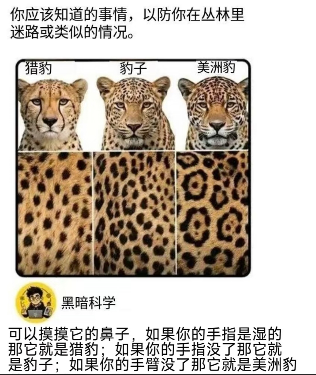 6480虽然是梗图但友情提示不要靠近任何豹子哦! 