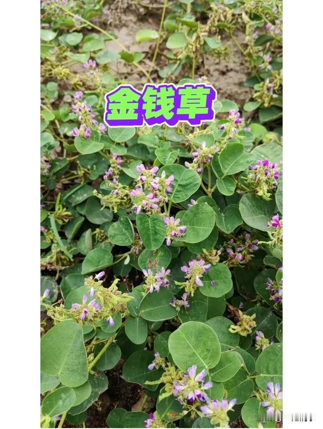 最近听到一段话，让我后背发凉。

“最好的养生，是一个人走完一生。
因为任何人来