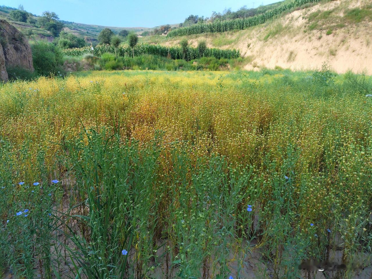 秋天里，山沟里的一切都要成熟了。在金黄的胡麻田边，居然还开着几朵迟到的蓝色胡麻花