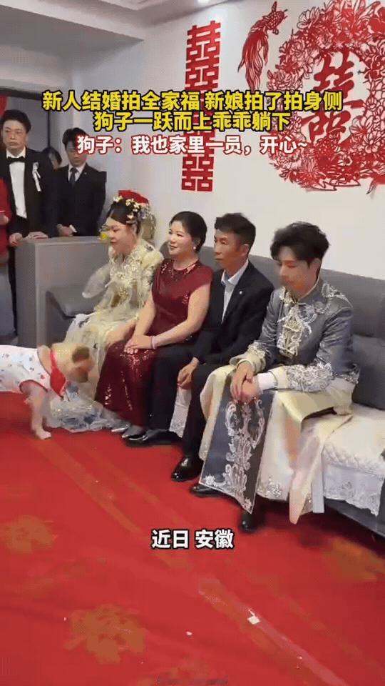 婚礼全家福，毛孩子也必须在！
 
安徽一场婚礼上，新人拍全家福时，新娘轻轻拍了拍
