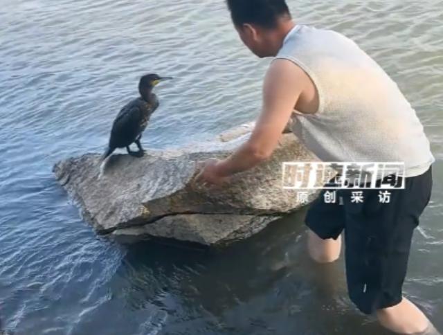 新疆阿勒泰河边，一名男子当天在河边散步时，却遇到了反常的一幕。一只野生鱼鹰非但没