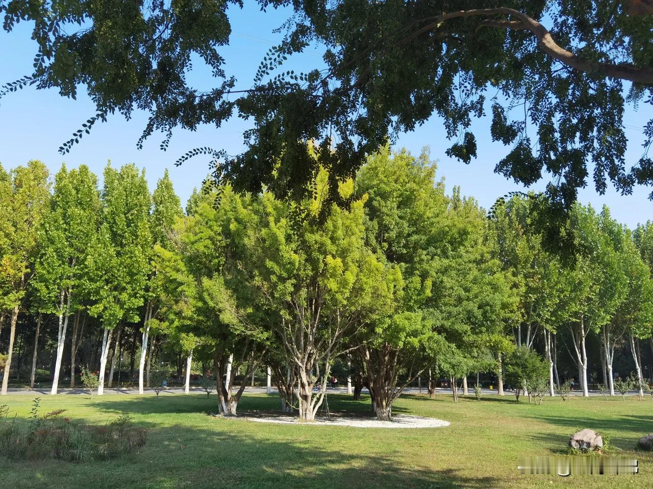 #秋日出游随手拍#
郑州树木园，秋高气爽，空气清新，休闲好地方……