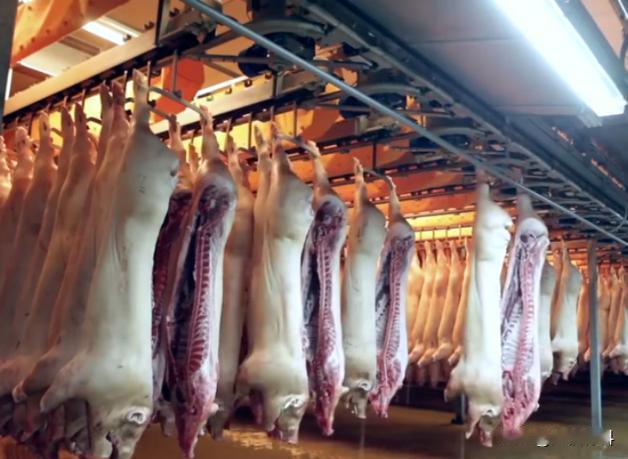 美国人不吃猪肉，为什么要养那么多猪，是准备卖给我们吗？说到养猪，美国之所以能成为