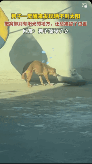 人不如狗！
它知道谁对它好，
它会对它好的人
忠贞不渝一辈子！
它知道对朋友要以