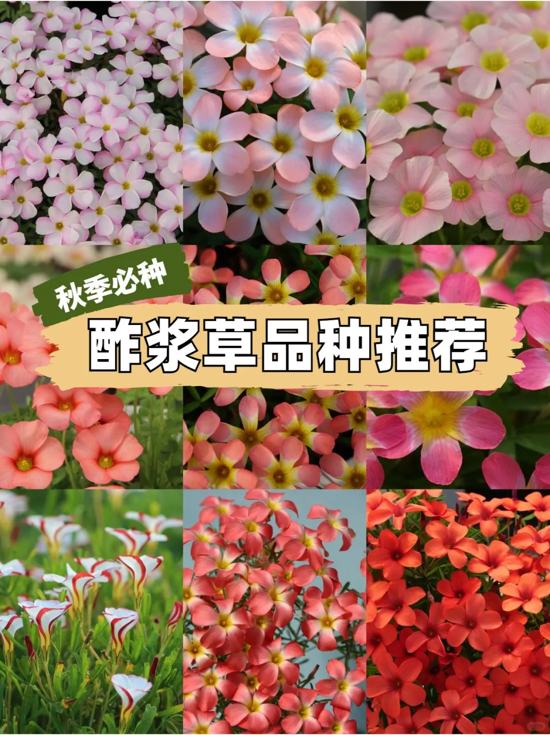 秋播必种❗18种超美酢浆草品种推荐