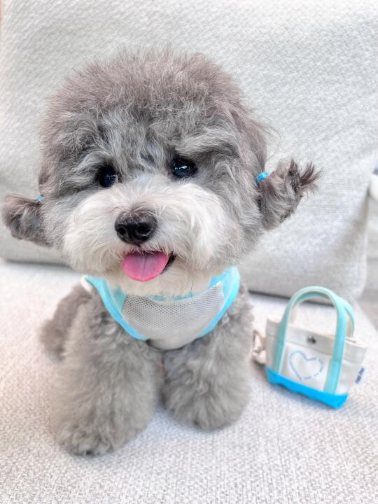 鸭头 怎么不回我的小狗书