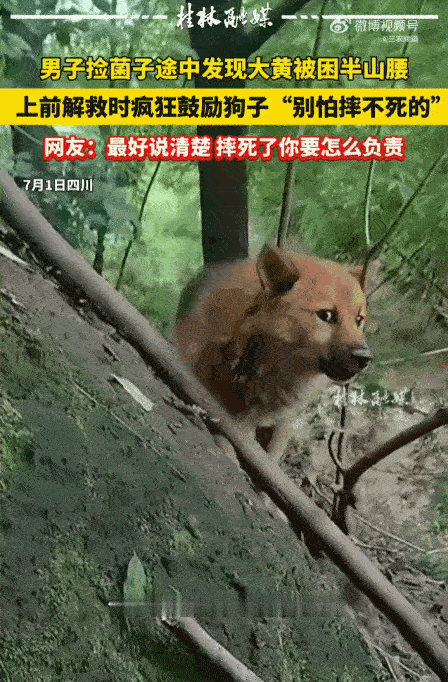 这波操作太迷了！四川一男子上山采菌子，偶遇被困的狗狗，本是一桩善举，可他那让人跌