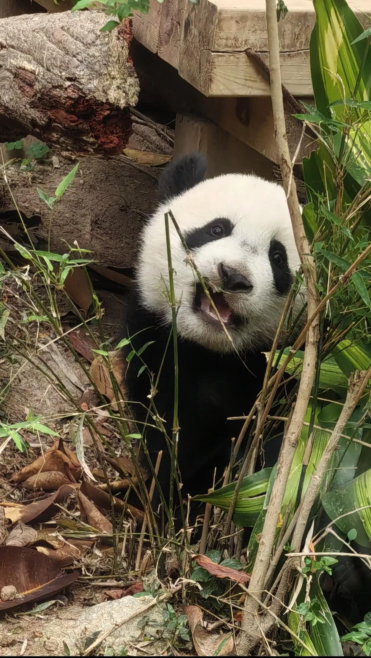 妹猪出来玩看到什么都要咬一口😄果然是个好奇宝宝妹猪成长日记大熊猫妹珠