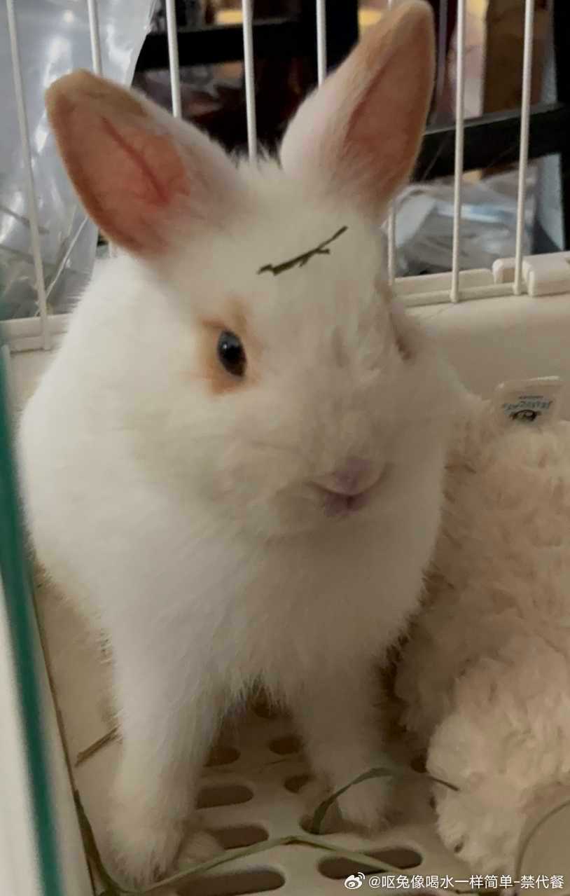14242🐇【狸猫。】 