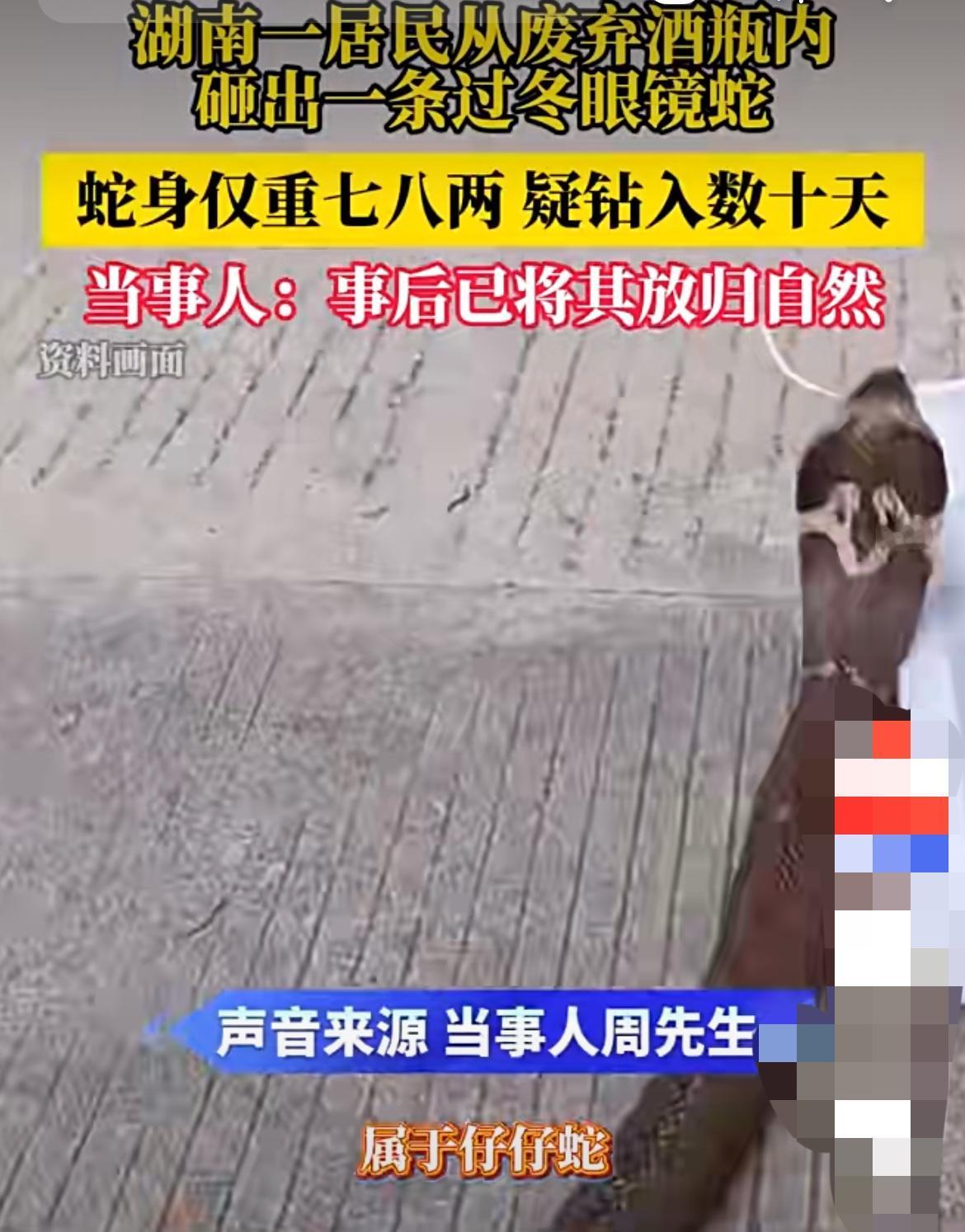 居民在酒瓶中居然砸出一条过冬的眼镜蛇！

“一脚踹出条眼镜蛇！你敢信这玩意儿藏在