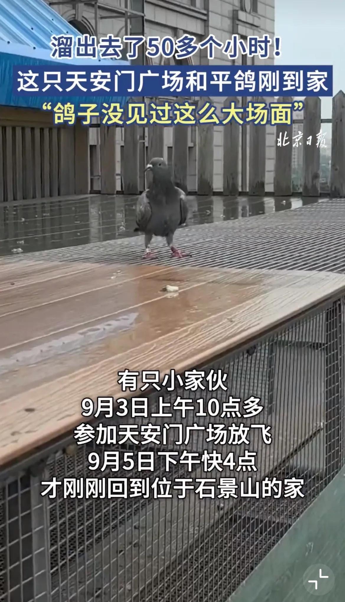 这两天北京城最火的“打工人”是一只浑身湿漉漉、翅膀还打着颤的和平鸽。9月3号上午