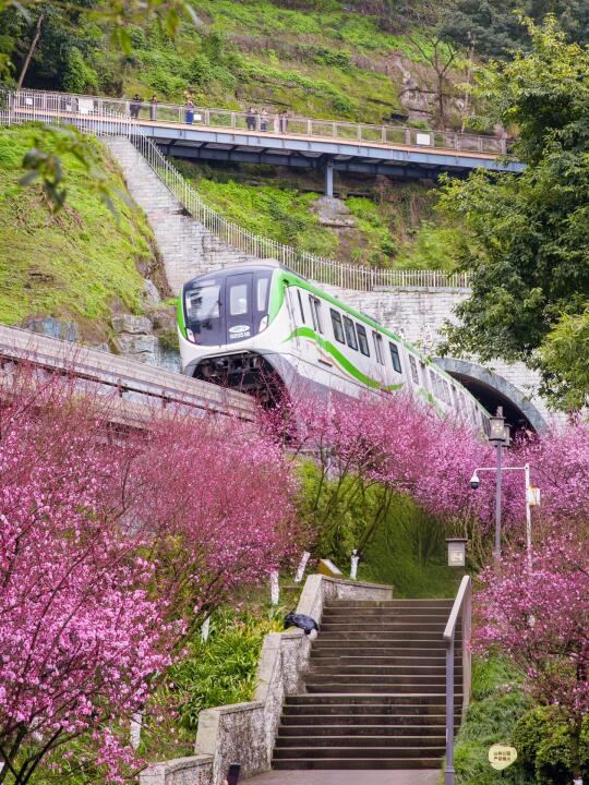 重庆｜开往春天的列车已出发🌸2.19实拍