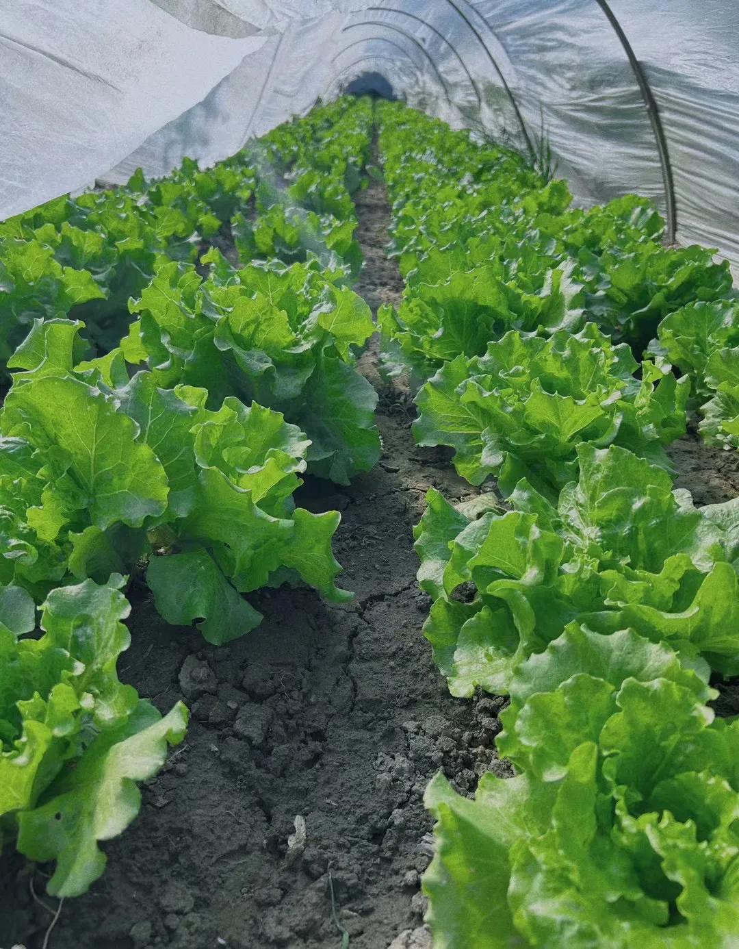 乡村生活｜小菜园装满了治愈与美好
菜园的风景，并不惊艳、但足够治愈你
的菜园挂满