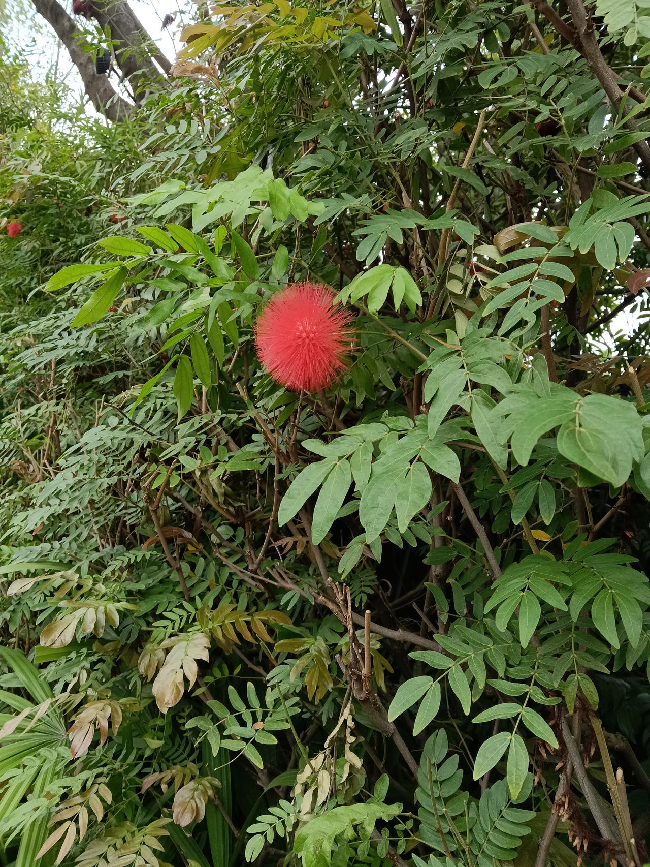 可以分享一张秋景树叶的的照片吗