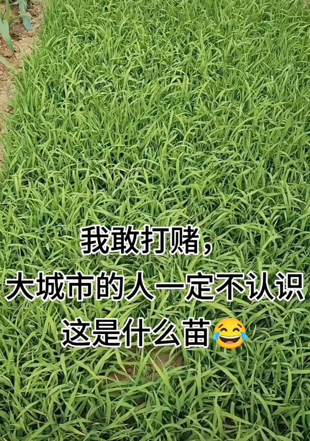 在红📚刷到这个，
直接给我笑喷了😂

评论区全在瞎猜，
有人说是草，有人说是