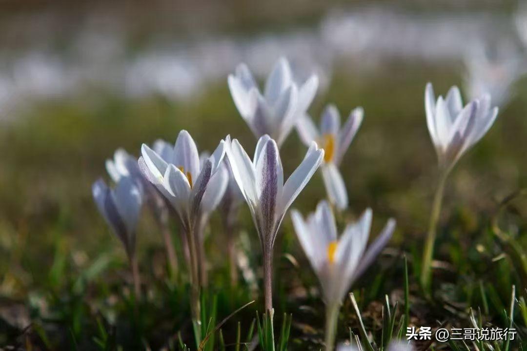 那拉提春归：赴一场冰雪与繁花的约会
 
春意盎然，莫负好时光。当春风拂过天山，那
