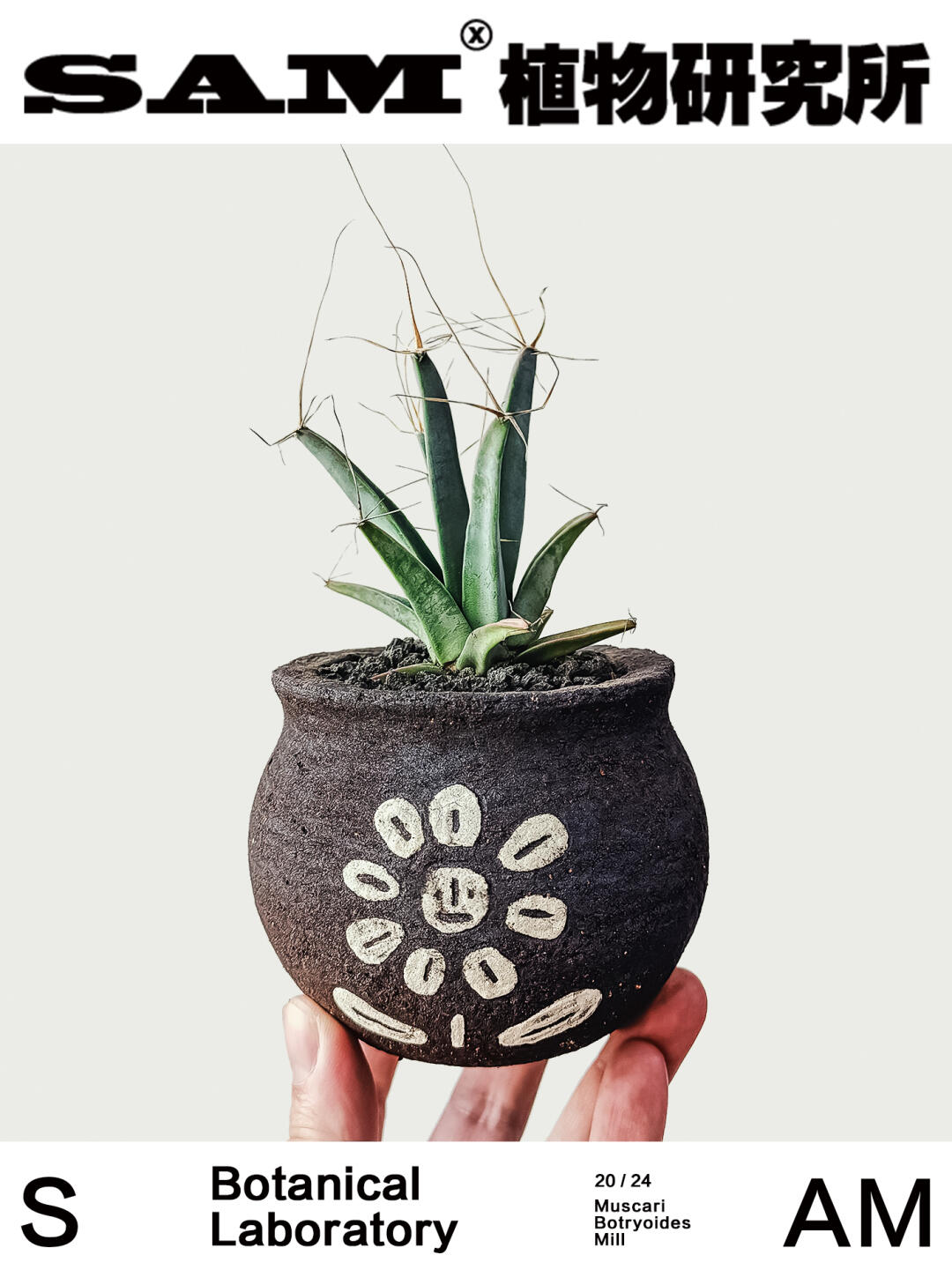 光山｜Leuchtenbergia Principis