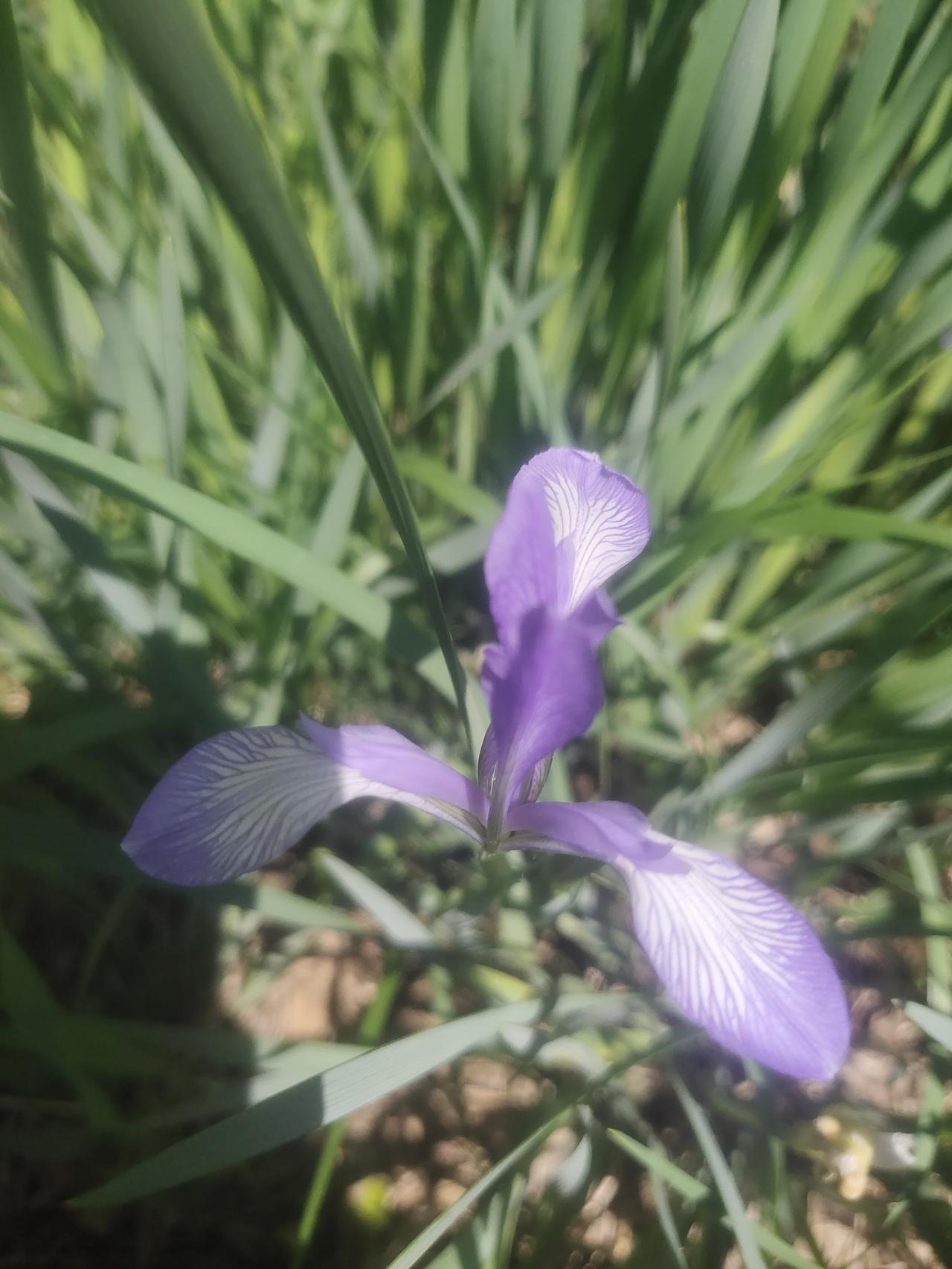 今天来分享下我在公园拍到的鸢尾花。我看到了三种鸢尾花，每一种都美得独特。


有