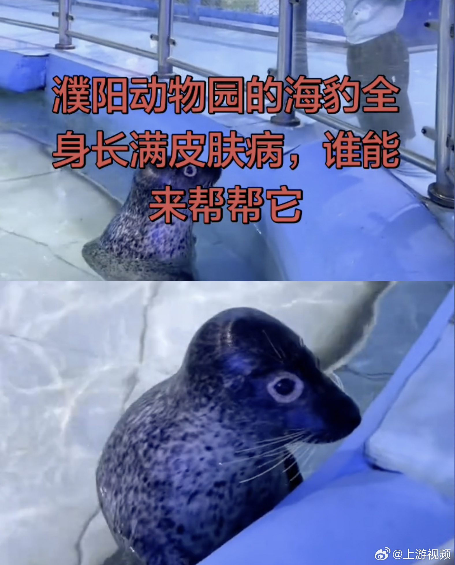 #海洋馆海豹眼圈脱毛疑患皮肤病#【河南濮阳海洋馆海豹患病且来源不明？多方回应：海