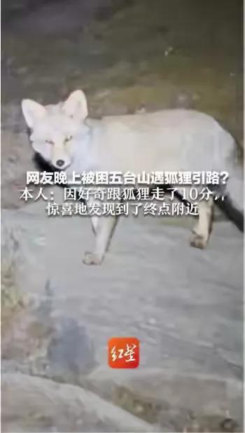 网友称夜晚徒步五台山，遇到狐狸引路，最终跟着狐狸走了10分钟，到达徒步终点附近！