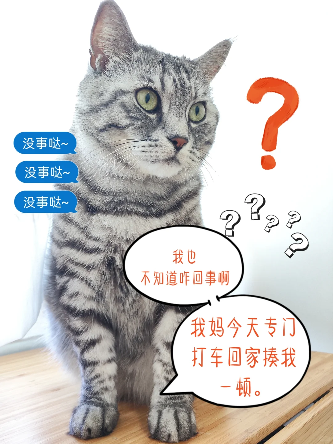 我上班突然请假，打车回家把我家猫揍一顿！